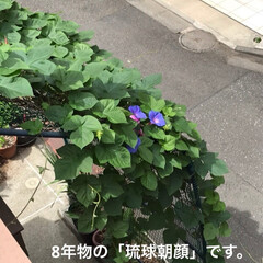 夏花/琉球朝顔 とても強い琉球朝顔です。増え方は葉っぱの…(2枚目)