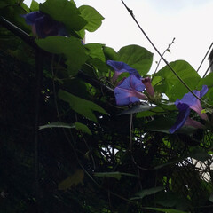 日除け対策/夏の花は琉球朝顔の会/みんなにおすすめ まだまだ、「琉球朝顔」が沢山、咲いてます…(3枚目)