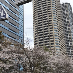 歩きながらお花見/桜の写真 昨日、娘のまーちゃんの用事で区役所へ

…(5枚目)
