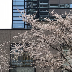 歩きながらお花見/桜の写真 昨日、娘のまーちゃんの用事で区役所へ

…(3枚目)