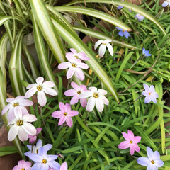 春の花たちのお友達/春の植物 我が家の春の花たち
花ニラ、ボケの花たち…(1枚目)