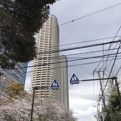歩きながらお花見/桜の写真 昨日、娘のまーちゃんの用事で区役所へ

…(1枚目)