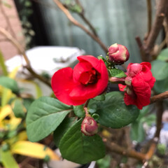 赤いボケの花/植物の強さ もうボケの花が咲きましたよ❣️
先月、枝…(2枚目)