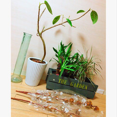 ガラス花瓶/インテリアグリーン/グリーンのある暮らし/観葉植物のある暮らし/ドライフラワーのある暮らし/コットンフラワー/... (1枚目)