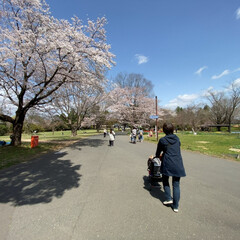 年パス/満開/桜/チューリップ/駅舎/いつもの公園 おはようございます(*ˊᵕˋ*)🌸🌸🌸
…(1枚目)