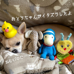ケーキ/オモチャ/ハル/週末/コタツ おはようございます(๑´ㅂ`๑)*.+゜…