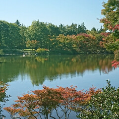 水面に映る紅葉/紅葉/公園/秋 昨日、続きの風景です
水面に映る紅葉はど…(3枚目)