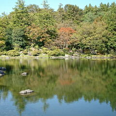 水面に映る紅葉/紅葉/日本庭園/池/公園/秋/... 今日のお出かけ公園、続きの日本庭園です🤗…(5枚目)