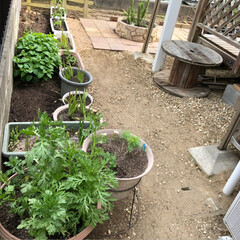 お庭/種まき/春のフォト投稿キャンペーン/DIY/住まい おはようございます😆
ここ数日…お庭をい…(6枚目)