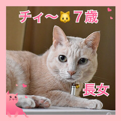 ねこむすめ/うちの子/ネコ/🍘/ねこ/猫 うちの子❤️チィ〜❤️７歳❤️元お外のね…(1枚目)