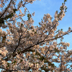 夕日を浴びる桜 夕日を浴びる桜✨

この前の春の嵐にもめ…(1枚目)