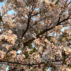夕日を浴びる桜 夕日を浴びる桜✨

この前の春の嵐にもめ…(2枚目)