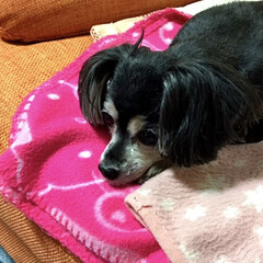 ペット/わんこ/犬 ペットのいる方ならお分かりでしょうが春先…