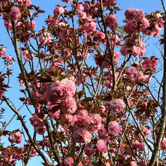 春を感じる一枚/八重桜のある風景 八重桜も咲きました🌸

ふわふわ、もこも…(2枚目)