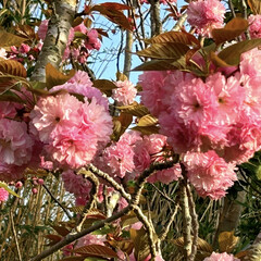 春を感じる一枚/八重桜のある風景 八重桜も咲きました🌸

ふわふわ、もこも…(1枚目)