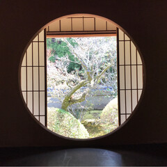旅行/風景 京都の桜は凄かった！(2枚目)
