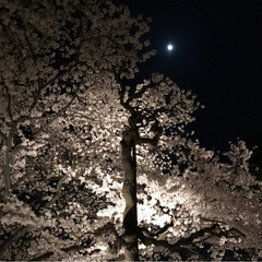 旅行/風景 京都の桜は凄かった！(8枚目)