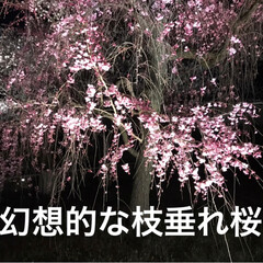 旅行/風景 京都の桜は凄かった！(4枚目)