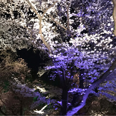旅行/風景 京都の桜は凄かった！(7枚目)