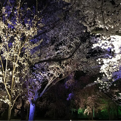 旅行/風景 京都の桜は凄かった！(6枚目)
