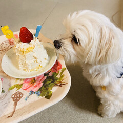 犬用ケーキのフォトまとめ Limia リミア