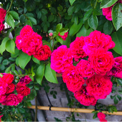庭/バラ/住まい/令和元年フォト投稿キャンペーン お庭のバラ🌹

綺麗に可愛く咲いてます(…(1枚目)