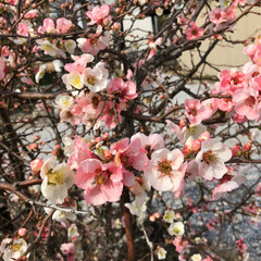 春もすぐそこ/ミツバチ/庭/ボケの花/ペット 庭のボケの花が綺麗に咲きました🌸
ミツバ…(2枚目)