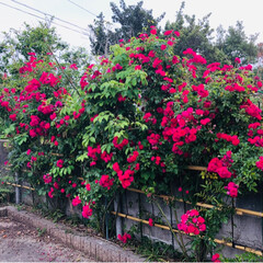 庭/バラ/住まい/令和元年フォト投稿キャンペーン お庭のバラ🌹

綺麗に可愛く咲いてます(…(2枚目)