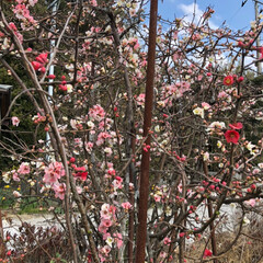 春もすぐそこ/ミツバチ/庭/ボケの花/ペット 庭のボケの花が綺麗に咲きました🌸
ミツバ…(3枚目)