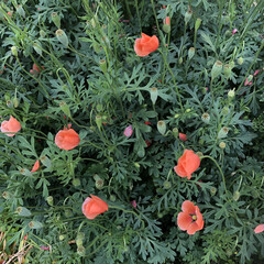 オレンジ色の花/道端の花/ナガミヒナゲシ ナガミヒナゲシ
ひょろんとした茎の上に鮮…(1枚目)