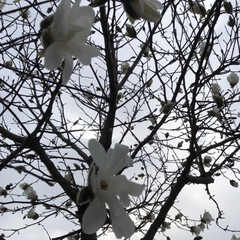 春/こぶし/花/木/小さい春 だんだんと、
こぶしが咲き始めました！
…(1枚目)