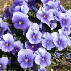 春/花/紫の花/パンジー/春の一枚 3月になってどんどん花が咲いて、
街がぱ…(1枚目)
