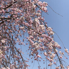 お出かけ/春/枝垂れ桜/春のフォト投稿キャンペーン/おでかけワンショット 出先で会った枝垂れ桜。満開です。
ソメイ…(1枚目)