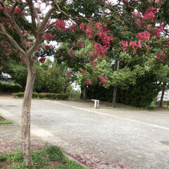 公園/サルスベリの花/百日紅/おでかけ/おでかけワンショット 百日紅が満開です。
地面に落ちた花びらも…(1枚目)