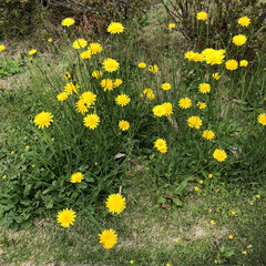 春の花/西洋タンポポ/春のフォト投稿キャンペーン/春 西洋タンポポがたくさん咲いていました。
…(1枚目)
