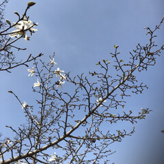 春/木/花/こぶし/春の一枚 つぼみがぎっしりのこぶし。
他の木はどん…(1枚目)