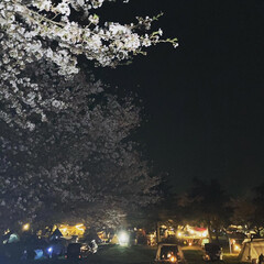 夜桜/花見キャンプ/カマボコテント/DOD 今日は晴れてるので、朝から溜まっていた洗…(2枚目)