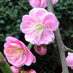 LIMIAおでかけ部/ペット/ペット仲間募集/犬/わんこ同好会/おでかけ/... 河津桜🌸これは、昨日２０日
そういちろう…(6枚目)