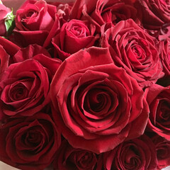 プレゼント🎁/花束って嬉しい/赤い薔薇/大好き/薔薇/素敵な花束 こんにちは😃
久々の投稿です(*^^*)…(1枚目)