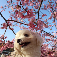 LIMIAおでかけ部/ペット/ペット仲間募集/犬/わんこ同好会/おでかけ/... 河津桜🌸これは、昨日２０日
そういちろう…(1枚目)