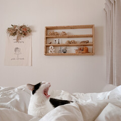 猫とインテリア/猫と暮らす/夫婦の寝室/ニトリのカーテン/ニトリの布団カバー/寝室インテリア/... 猫がいると寝起きが幸せ(1枚目)