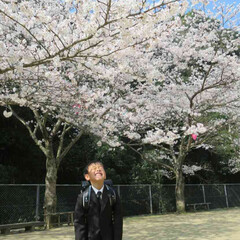 ランドセル/子供/男の子/一年生/桜/春/... 満開の桜の木の下

ランドセルからってる…(3枚目)