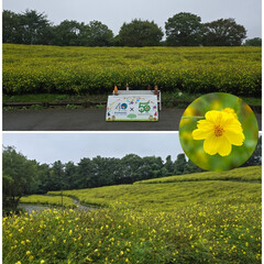 ハンドメイド/雑貨 こちらは国営昭和記念公園のキバナコスモス…(3枚目)