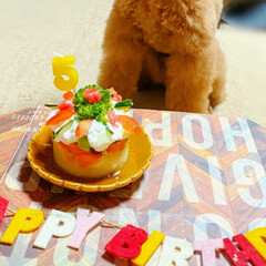 おめでとう/誕生日ケーキ/ハンドメイド/手作り/ハンドメイド作品/LIMIA手作りし隊/... 愛犬の誕生日にケーキ
を手作りしました。…(1枚目)