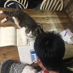 次男の勉強してるフリ/愛猫くうたん百面相/猫/にゃんこ同好会 (4枚目)