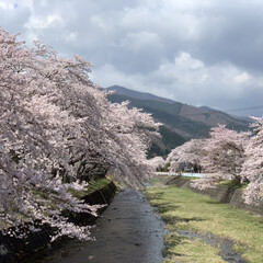 桜/春のフォト投稿キャンペーン/ありがとう平成/令和カウントダウン/春/風景/... 毎年ここは綺麗で見に行きます🌸(1枚目)