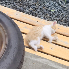 天使/外猫/眠い/子猫 子猫の可愛さはハンパない🥰✨
(1枚目)