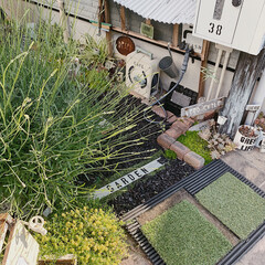 ガーデン/ラベンダー/お庭DIY/お庭/暮らしを楽しむ/令和元年フォト投稿キャンペーン/... 今年もお庭にラベンダーが
沢山咲きました…(2枚目)