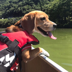 EZYDOG(イージードッグ) 犬用・ドック・ペット用フローティングジャケット DFDスタンダード Sサイズ レッド(リード)を使ったクチコミ「初めてカヌーに
乗りました🛶

しぇりー…」(1枚目)