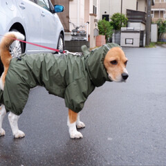 マンダリンブラザーズ RAIN SUIT/KHAKI/カーキ L サイズ(Lightningコネクタ)を使ったクチコミ「雨は好きじゃないけど
お散歩には行きたい…」(2枚目)